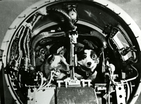 55 years ago today, Russian space dogs returned to Earth